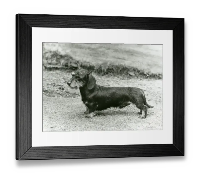 Framed Print : WIRE-HAIR MINIATURE Framed Print : WIRE-HAIR MINIATURE