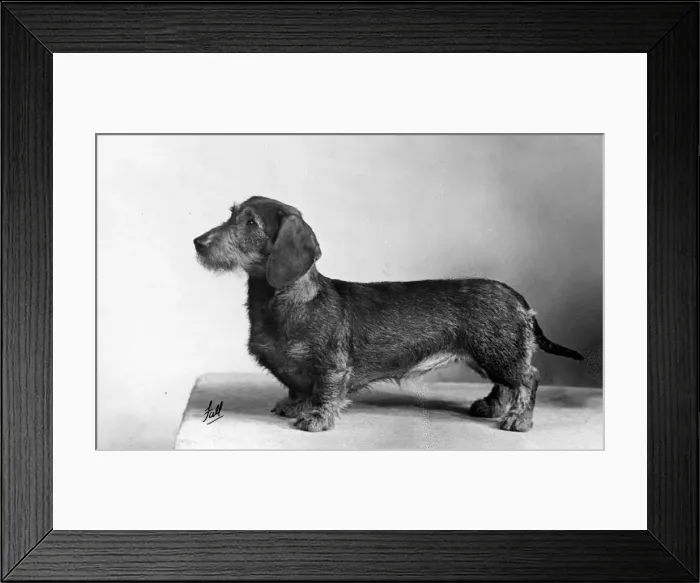 Framed Print : FALL / WIRE DACHSHUND / 1951 Framed Print : FALL / WIRE DACHSHUND / 1951