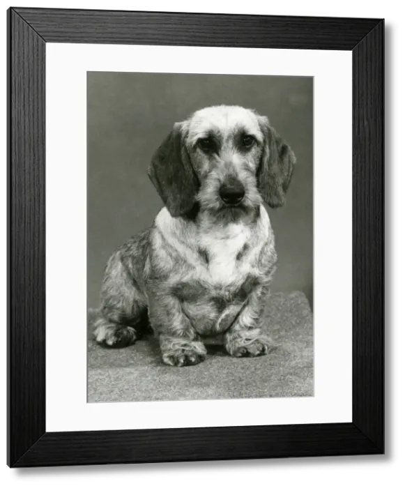 Framed Print : FALL / WIRE DACHSHUND / 1980 Framed Print : FALL / WIRE DACHSHUND / 1980