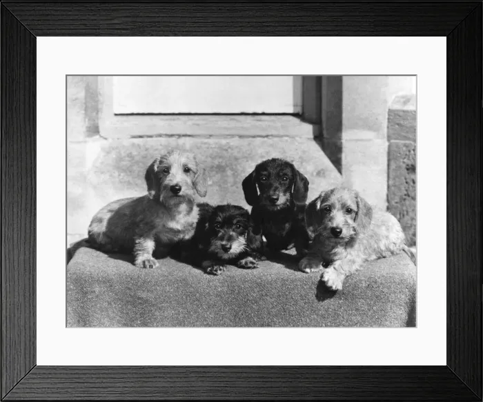 Framed Print : FALL / WIRE DACHSHUND / 1969 Framed Print : FALL / WIRE DACHSHUND / 1969