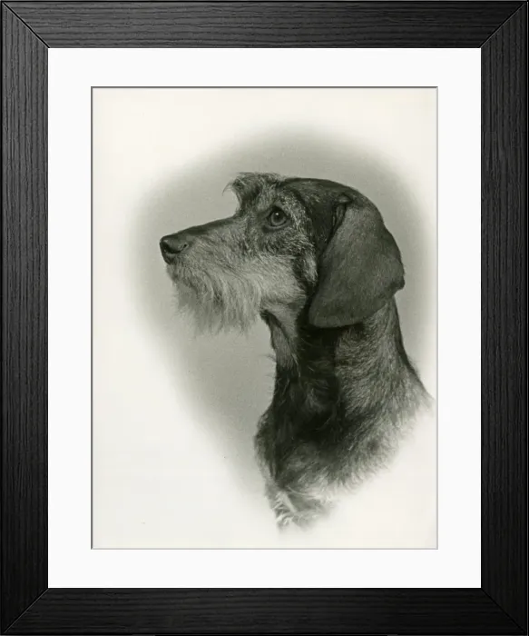 Framed Print : FALL / WIRE DACHSHUND / 1953 Framed Print : FALL / WIRE DACHSHUND / 1953