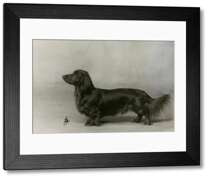Framed Print : FALL / DACHSHUND / LONG / 1935 Framed Print : FALL / DACHSHUND / LONG / 1935