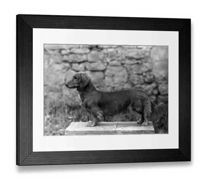 Framed Print : FALL / DACHSHUND / LONG / 1943 Framed Print : FALL / DACHSHUND / LONG / 1943