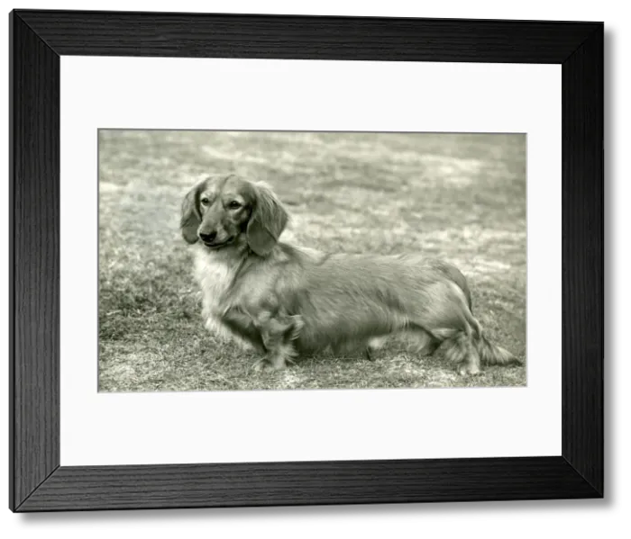 Framed Print : FALL / DACHSHUND / LONG / 1959 Framed Print : FALL / DACHSHUND / LONG / 1959