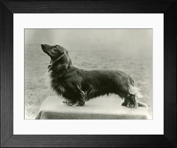 Framed Print : FALL / DACHSHUND / LONG / 1972 Framed Print : FALL / DACHSHUND / LONG / 1972