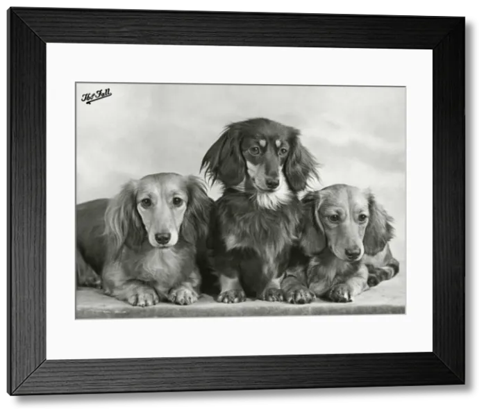 Framed Print : Fall - Dachshund - Long - 1955 Framed Print : Fall - Dachshund - Long - 1955