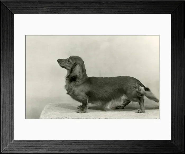 Framed Print : FALL / DACHSHUND / LONG / 1953 Framed Print : FALL / DACHSHUND / LONG / 1953