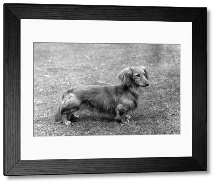 Framed Print : FALL / DACHSHUND / LONG / 1961 Framed Print : FALL / DACHSHUND / LONG / 1961