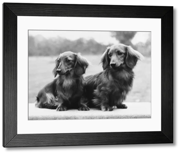 Framed Print : FALL / DACHSHUND / LONG / 1975 Framed Print : FALL / DACHSHUND / LONG / 1975