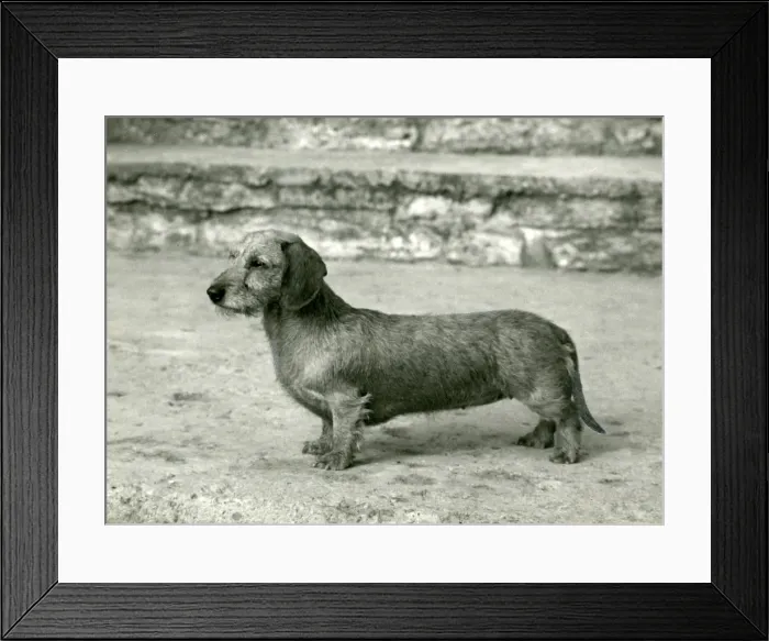 Framed Print : FALL / DACHSHUND / WIRE / 1966 Framed Print : FALL / DACHSHUND / WIRE / 1966