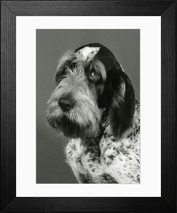 Framed Print : FALL / ITALIAN SPINONE / 85 Framed Print : FALL / ITALIAN SPINONE / 85