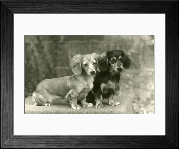 Framed Print : FALL / DACHSHUND / LONG / 1954 Framed Print : FALL / DACHSHUND / LONG / 1954