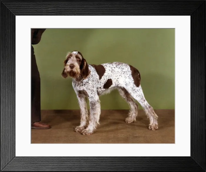Framed Print : FALL / ITALIAN SPINONE / 85 Framed Print : FALL / ITALIAN SPINONE / 85