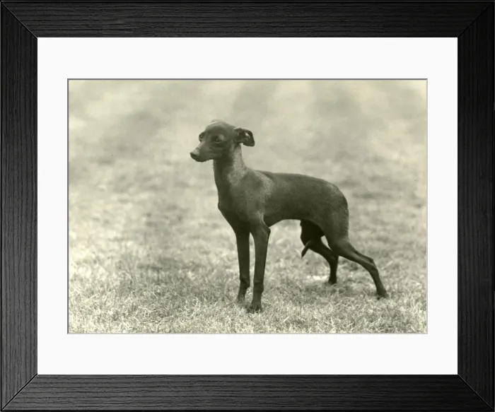 Framed Print : FALL / ITALIAN GREYHOUND Framed Print : FALL / ITALIAN GREYHOUND