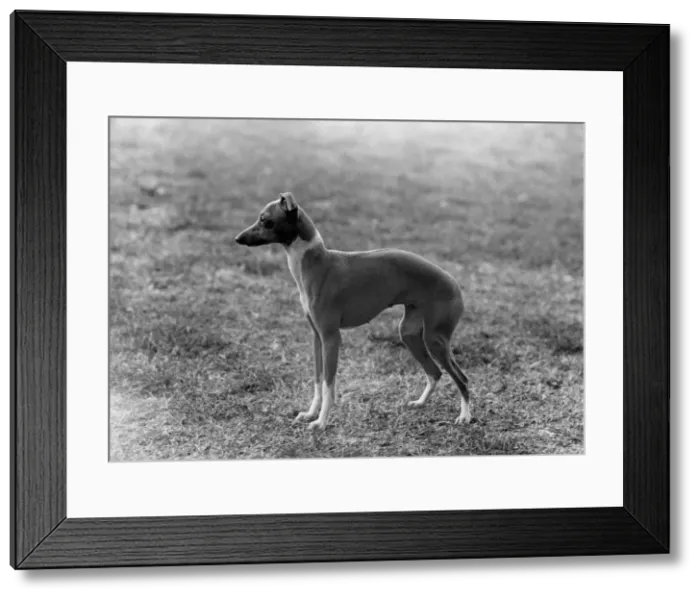 Framed Print : FALL / ITALIAN GREYHOUND Framed Print : FALL / ITALIAN GREYHOUND