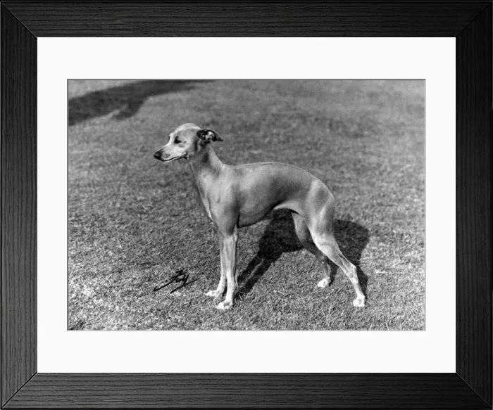 Framed Print : FALL / ITALIAN GREYHOUND Framed Print : FALL / ITALIAN GREYHOUND