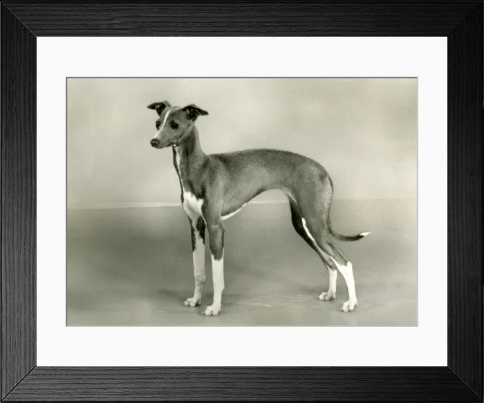 Framed Print : FALL / ITALIAN GREYHOUND Framed Print : FALL / ITALIAN GREYHOUND