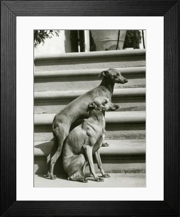 Framed Print : FALL / ITALIAN GREYHOUND Framed Print : FALL / ITALIAN GREYHOUND