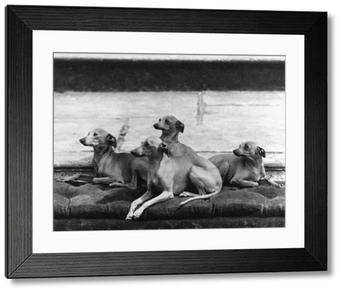 Framed Print : FALL / ITALIAN GREYHOUNDS Framed Print : FALL / ITALIAN GREYHOUNDS