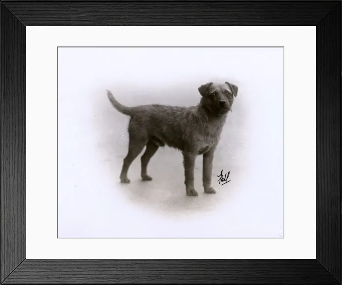 Framed Print : FALL / BORDER TERRIER / 1929 Framed Print : FALL / BORDER TERRIER / 1929