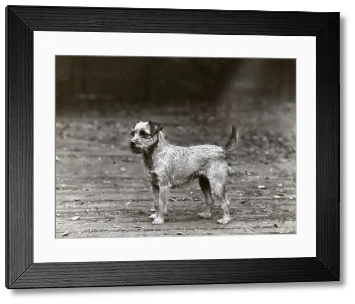 Framed Print : FALL / BORDER TERRIER / 1932 Framed Print : FALL / BORDER TERRIER / 1932