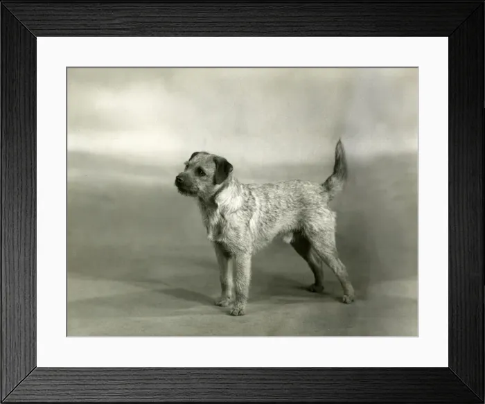 Framed Print : FALL / BORDER TERRIER / 1940 Framed Print : FALL / BORDER TERRIER / 1940