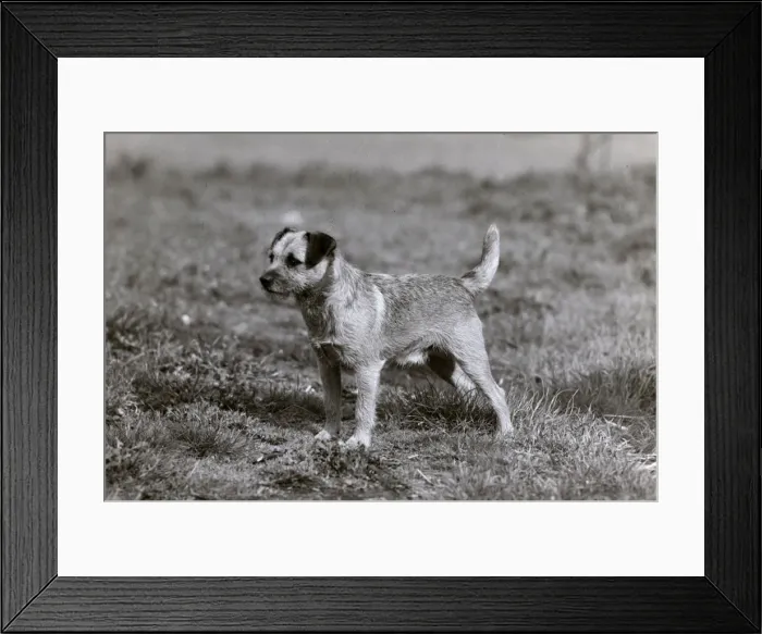 Framed Print : FALL / BORDER TERRIER / 1948 Framed Print : FALL / BORDER TERRIER / 1948
