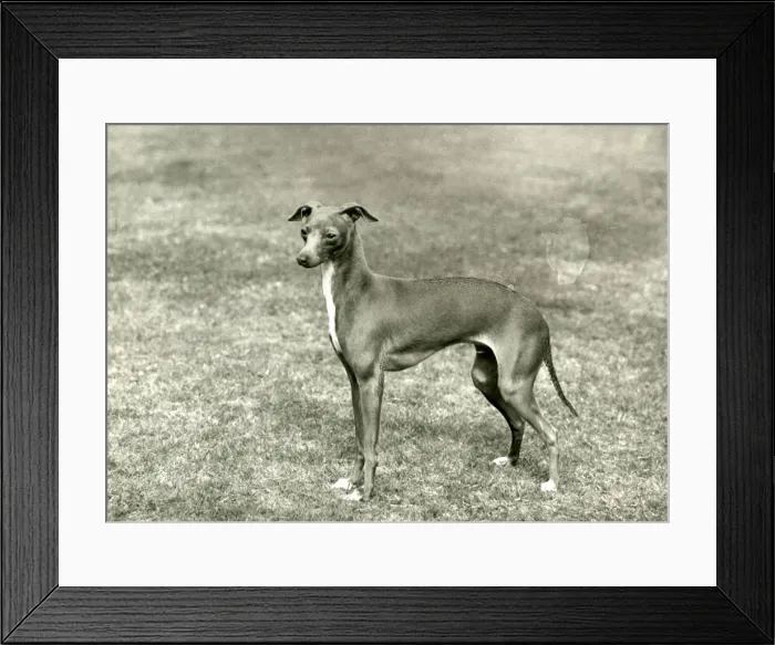Framed Print : FALL / ITALIAN GREYHOUND Framed Print : FALL / ITALIAN GREYHOUND