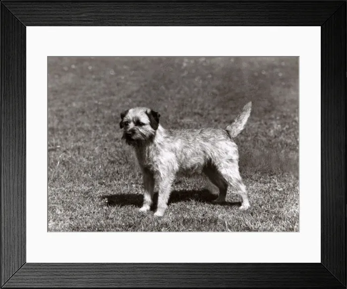 Framed Print : FALL / BORDER TERRIER / 1966 Framed Print : FALL / BORDER TERRIER / 1966