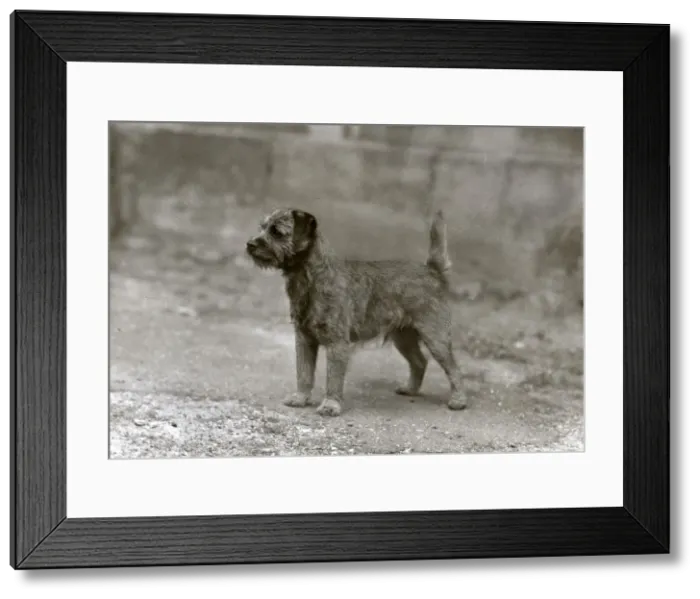 Framed Print : FALL / BORDER TERRIER / 1948 Framed Print : FALL / BORDER TERRIER / 1948