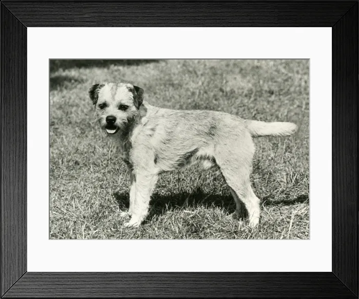 Framed Print : FALL / BORDER TERRIER / 1973 Framed Print : FALL / BORDER TERRIER / 1973