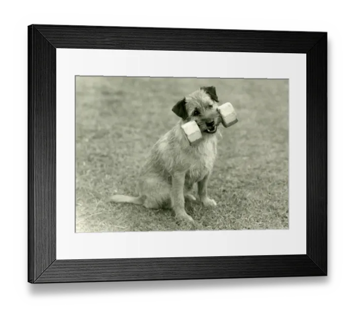 Framed Print : FALL / BORDER TERRIER / 1960 Framed Print : FALL / BORDER TERRIER / 1960