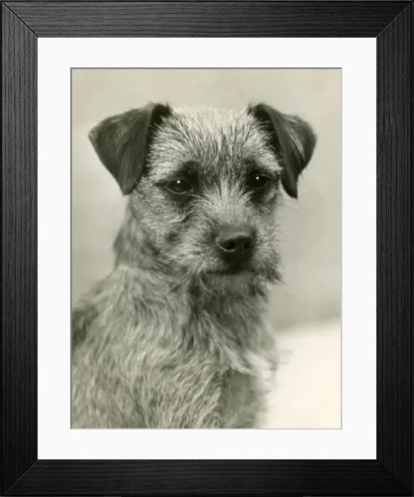 Framed Print : FALL / BORDER TERRIER / 1932 Framed Print : FALL / BORDER TERRIER / 1932