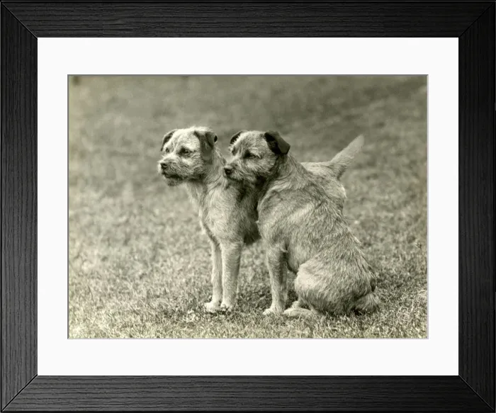 Framed Print : FALL / BORDER TERRIER / 1938 Framed Print : FALL / BORDER TERRIER / 1938