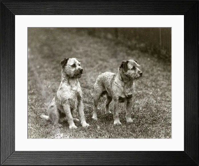 Framed Print : FALL / BORDER TERRIER / 1938 Framed Print : FALL / BORDER TERRIER / 1938