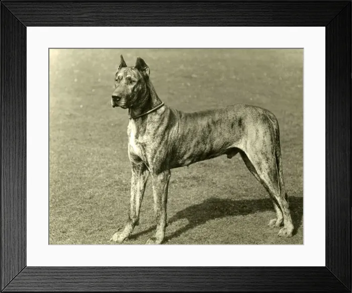 Framed Print : FALL / GREAT DANE / 1897 Framed Print : FALL / GREAT DANE / 1897
