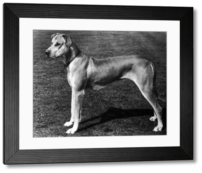 Framed Print : FALL / GREAT DANE / 1900 Framed Print : FALL / GREAT DANE / 1900