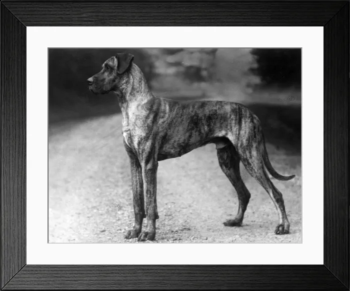 Framed Print : FALL / GREAT DANE / 1929 Framed Print : FALL / GREAT DANE / 1929