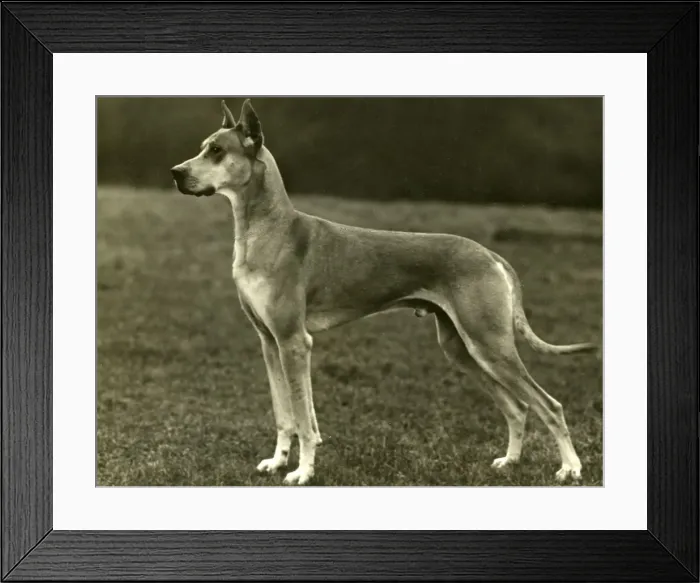 Framed Print : FALL / GREAT DANE / 1931 Framed Print : FALL / GREAT DANE / 1931