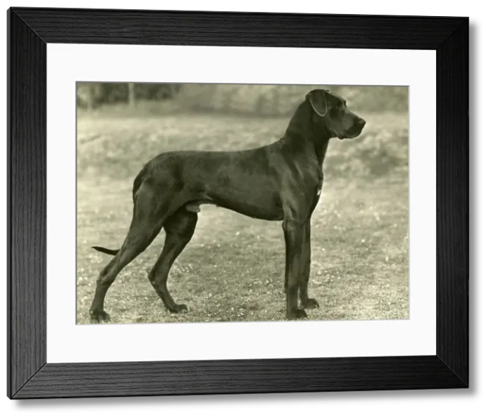 Framed Print : FALL / GREAT DANE / 1949 Framed Print : FALL / GREAT DANE / 1949