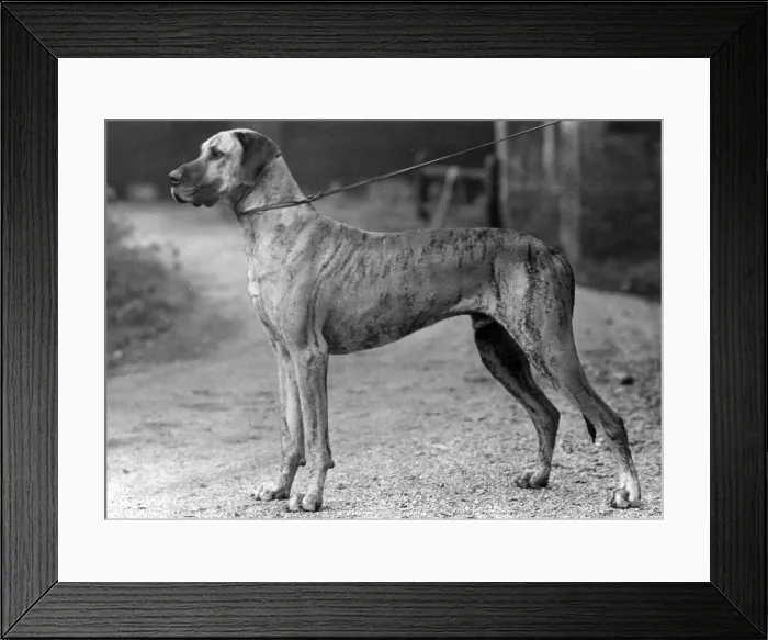 Framed Print : FALL / GREAT DANE / 1942 Framed Print : FALL / GREAT DANE / 1942