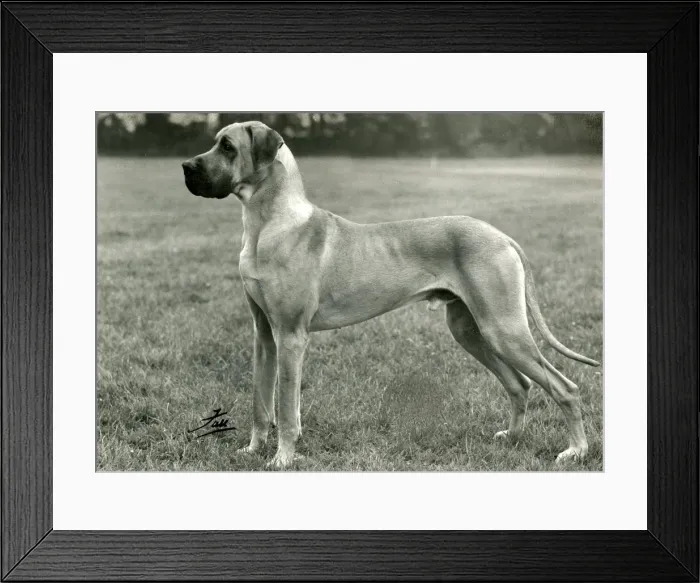 Framed Print : FALL / GREAT DANE / 1961 Framed Print : FALL / GREAT DANE / 1961