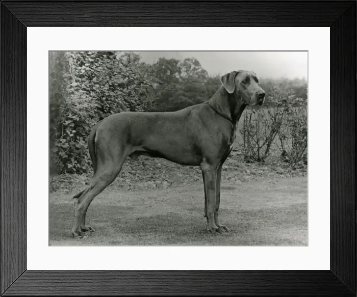 Framed Print : FALL / GREAT DANE / 1972 Framed Print : FALL / GREAT DANE / 1972