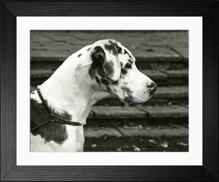 Framed Print : FALL / GREAT DANE / 1970 Framed Print : FALL / GREAT DANE / 1970