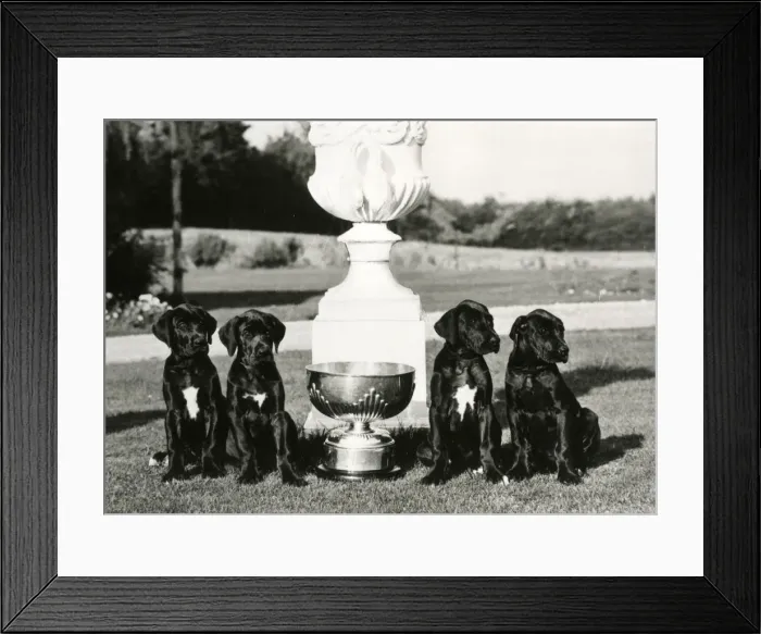 Framed Print : FALL / GREAT DANE / 1973 Framed Print : FALL / GREAT DANE / 1973