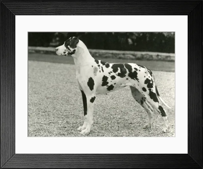 Framed Print : FALL / GREAT DANE / 1962 Framed Print : FALL / GREAT DANE / 1962
