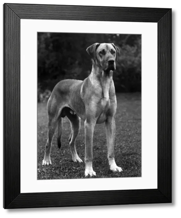Framed Print : FALL / GREAT DANE / 1936 Framed Print : FALL / GREAT DANE / 1936