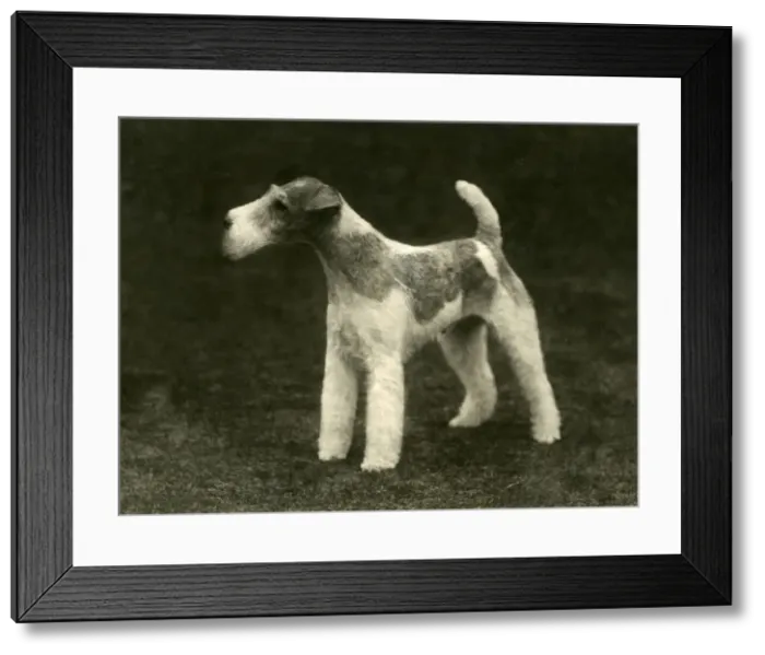 Framed Print : FALL / WIRE FOX TERRIER / 35 Framed Print : FALL / WIRE FOX TERRIER / 35