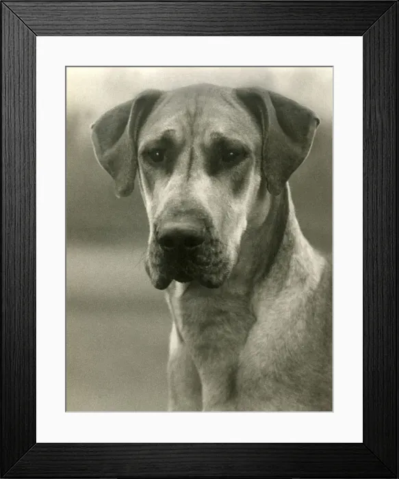 Framed Print : FALL / GREAT DANE / 1938 Framed Print : FALL / GREAT DANE / 1938