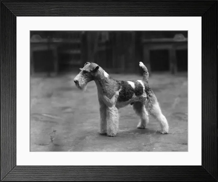 Framed Print : FALL / WIRE FOX TERRIER / 37 Framed Print : FALL / WIRE FOX TERRIER / 37